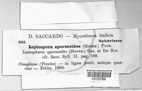 Ruzenia spermoides image